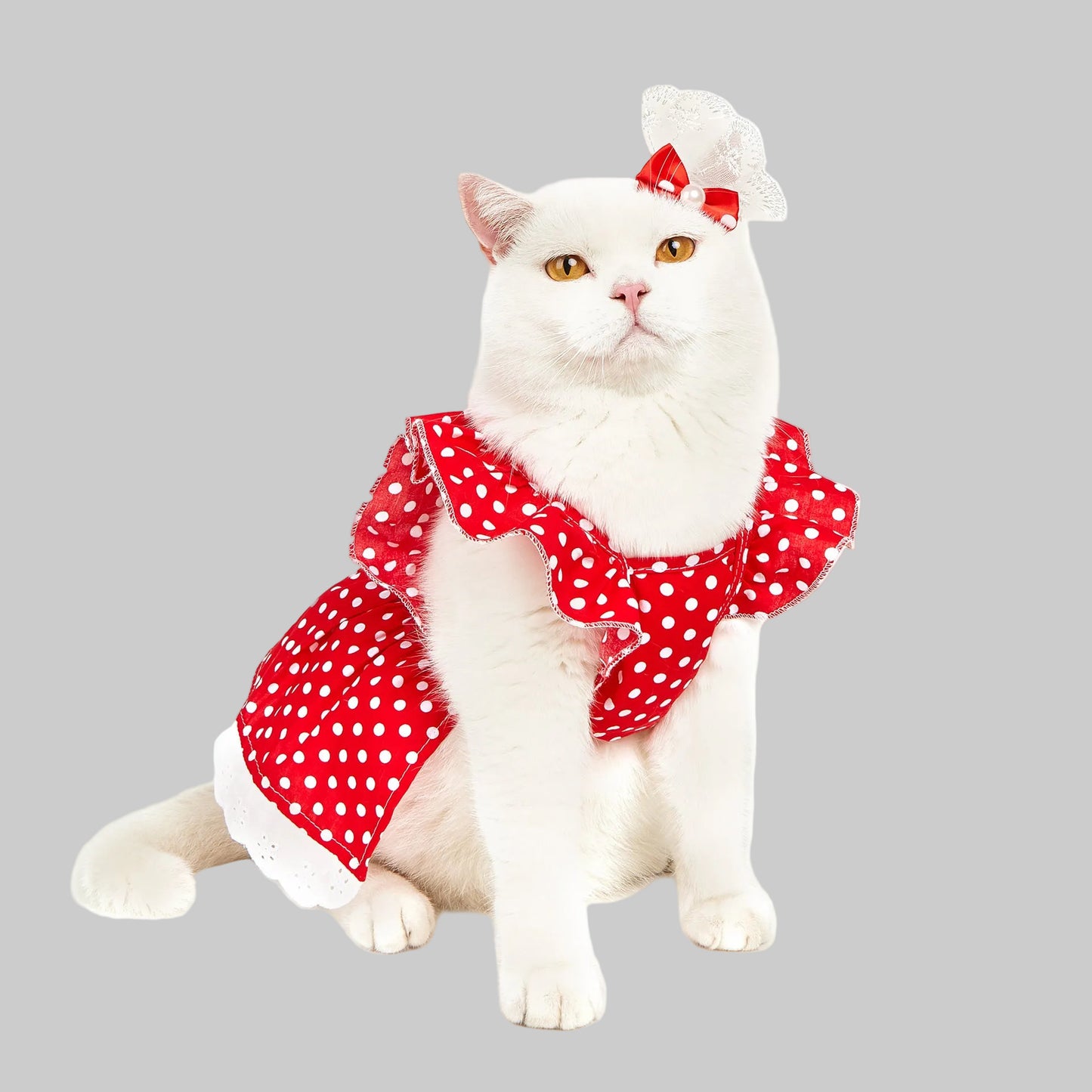 White cat wearing a red polka dot dress on a white background