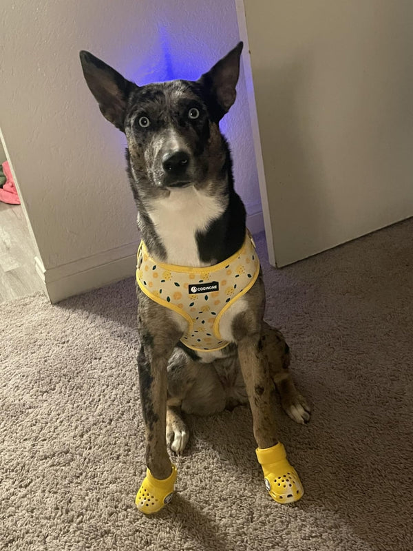 A black and white dog sitting on a beige carpet indoors, wearing a yellow dog harness with small dark spots and matching yellow booties on its paws.