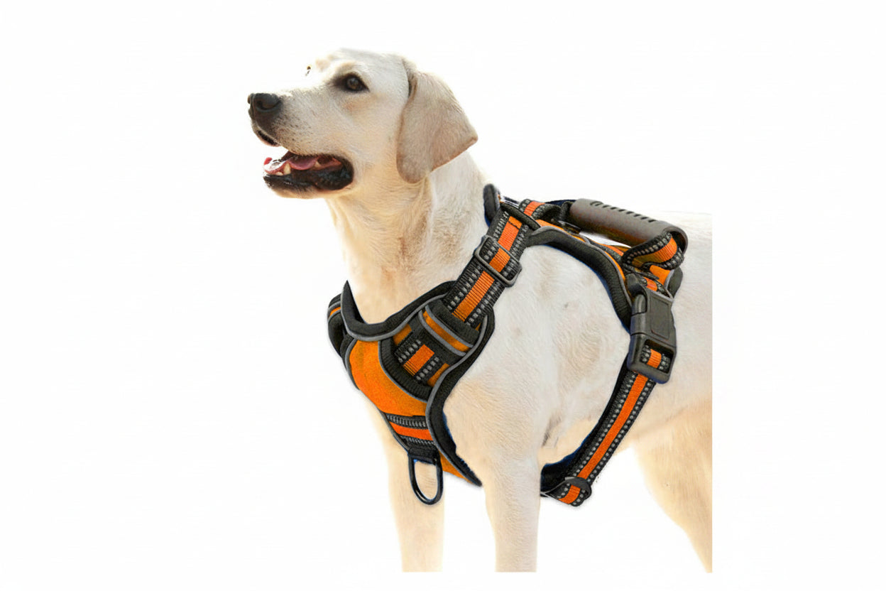 Dog wearing an orange and black harness on a white background