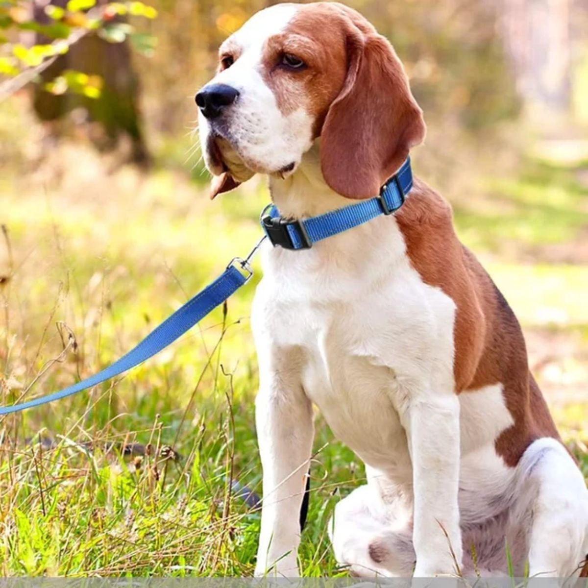 A brown and white beagle dog sitting in a grassy outdoor field, wearing a bright blue collar with a matching blue leash attached.