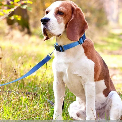 A brown and white beagle dog sitting in a grassy outdoor field, wearing a bright blue collar with a matching blue leash attached.