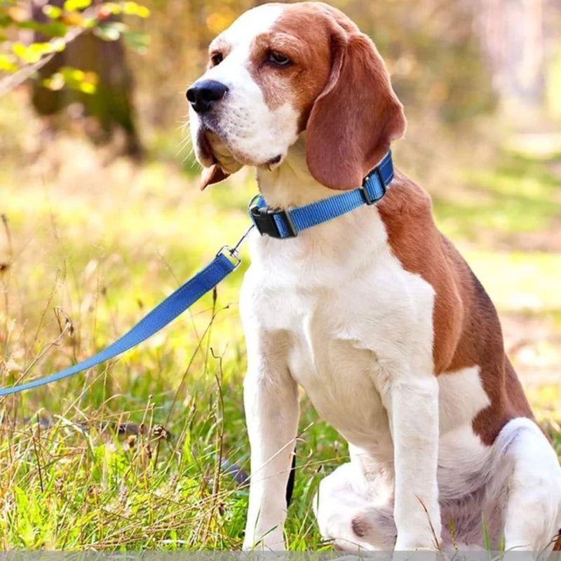 A brown and white beagle dog sitting in a grassy outdoor field, wearing a bright blue collar with a matching blue leash attached.